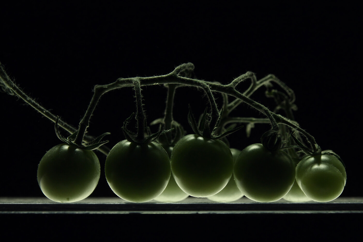 Vine of green tomatoes backlit against black